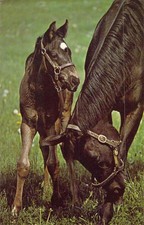 1980 maryland horse for sale  Fenton