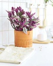 Tradescantia nanouk for sale  Silverado