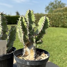 Euphorbia polyacantha cactus usato  Arezzo
