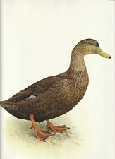 Lansdowne black duck. for sale  Medina
