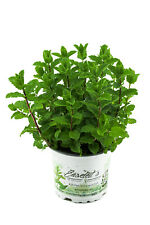 Marokkanische minze mentha gebraucht kaufen  Wesel