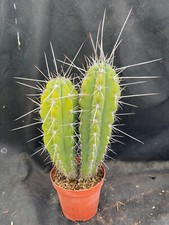 Stetsonia coryne cactus usato  Massafra