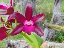Ctt. sagarik wax for sale  Arcadia