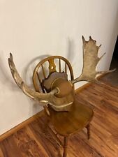 Mounted taxidermy large for sale  Bemidji