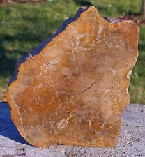 Fossiles holz anschliff gebraucht kaufen  Rosenberg