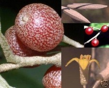 Korallenbaum winterharte exoti gebraucht kaufen  Kaiserslautern