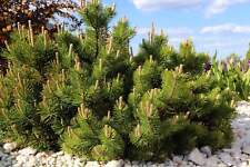 Mugo pine dwarf for sale  Canton