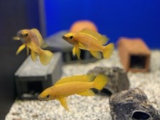 Pack leleupi cichlidof for sale  Coleman
