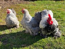 Silver partridge pekin for sale  SHIFNAL