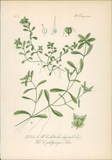 Chromolithograph swamp water for sale  Shipping to United Kingdom