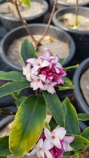 Daphne odora aureomarginata d'occasion  Mont-près-Chambord