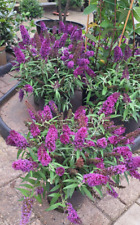 Buddleja candy little gebraucht kaufen  Saterland