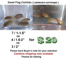 1.5 dwarf flag for sale  Wimauma