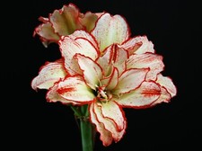 Hippeastrum cv. originale usato  Spedire a Italy