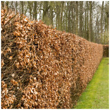 Green beech hedging for sale  NEWTOWNARDS