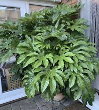 Japonica fatsia japanese for sale  NORTHWICH