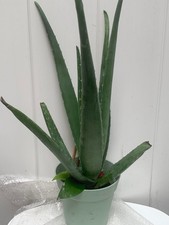 Rooted aloe vera for sale  Woodhaven