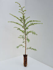 Western hemlock tree for sale  INVERNESS