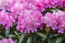 Rhododendron hybr anastasia gebraucht kaufen  Westerstede