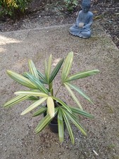 Rhapis japonica variegata d'occasion  Basse-Goulaine
