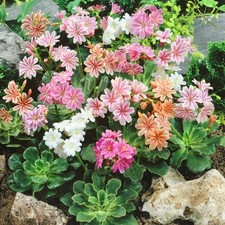 Lewisia sunset strain for sale  STOKE-ON-TRENT