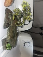 Beautiful mountain reptile for sale  Southington