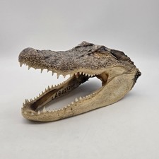 Alligator head genuine for sale  Ocean Springs