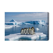 Obraz na płótnie Pingwiny na krze Antarktyda Fotografia  Premium Canvas na sprzedaż  PL