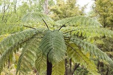Cyathea cooperi plug for sale  BECCLES