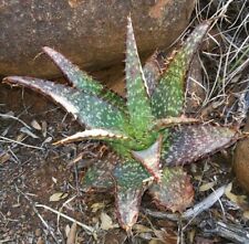 Aloe grandidentata for sale  Murrieta