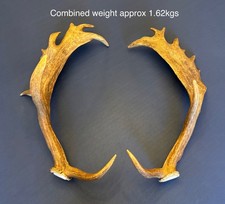 Pair large fallow for sale Pair large fallow for sale  GRANTHAM