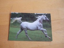 Pferd galopp asil gebraucht kaufen  Münster