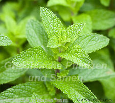Spearmint mentha spicata gebraucht kaufen  Pliezhausen