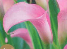 Calla lily zantedeschia for sale  SOUTHAMPTON