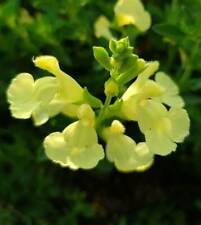 Salvia lemon light for sale  MARCH