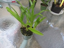 valley plants lily for sale valley plants lily for sale West Palm Beach