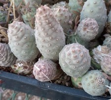 Tephrocactus articulatus inerm for sale  North Las Vegas