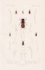 Escarabajo Scraptia Fusca Insecto Grabado Acuñación Cuvier 1849 comprar usado  Enviando para Brazil