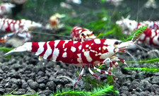 fish aquarium freshwater for sale fish aquarium freshwater for sale Akron