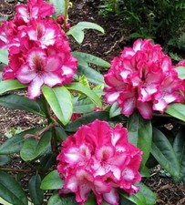 Pomegranate splash rhododendro for sale  Pelzer