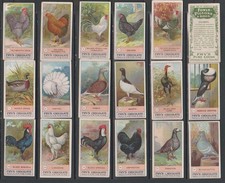 pigeons for sale pigeons for sale MIDHURST