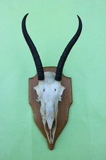 Jagdtrophäe springbocktrophä gebraucht kaufen  Berlin