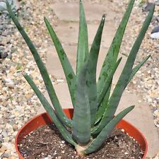 Aloe hercules tree for sale  Fresno