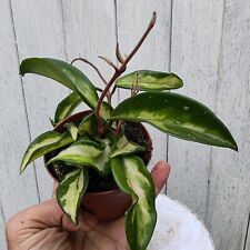 Hoya carnosa deep for sale  BRISTOL