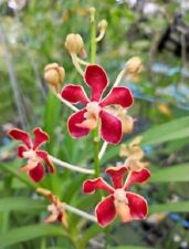 vanda for sale  Shipping to Ireland