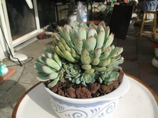 Echeveria succulents live for sale  El Monte