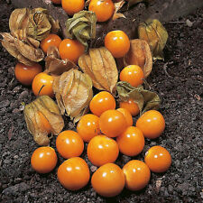 Cape gooseberry 0.3 for sale  SALISBURY