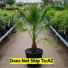 Needle palm tree for sale  Fort Mill