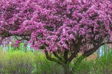 Zumi crabapple tree for sale  Russell