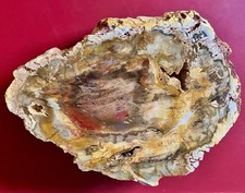Top holzopal versteinertes gebraucht kaufen  Limburg a. d. Lahn